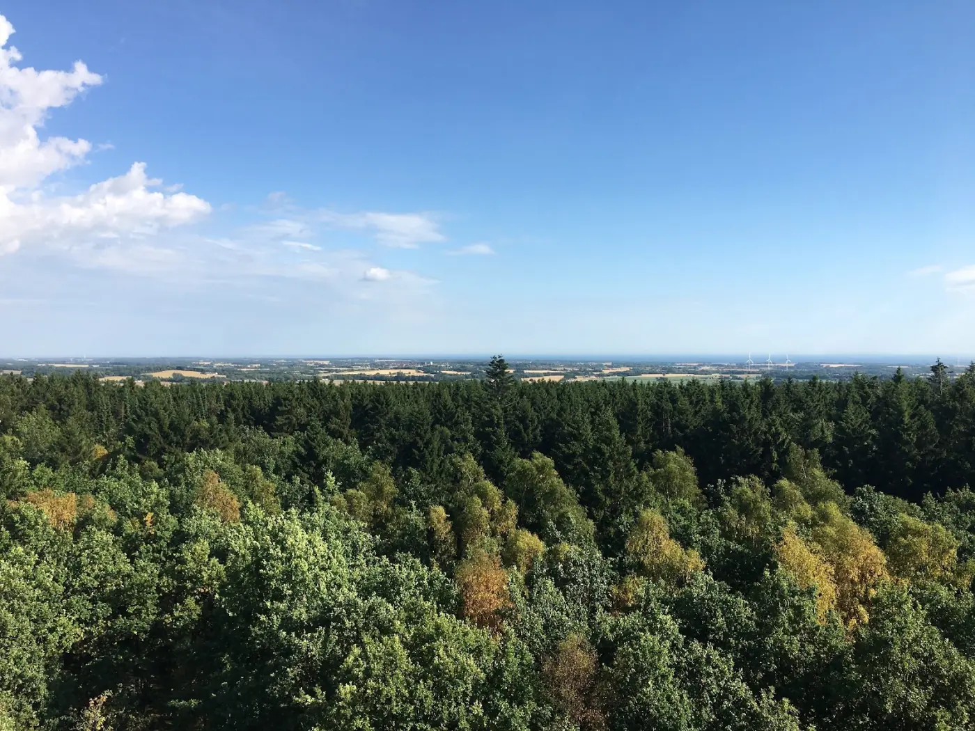 Bosque otoñal en Bornholm