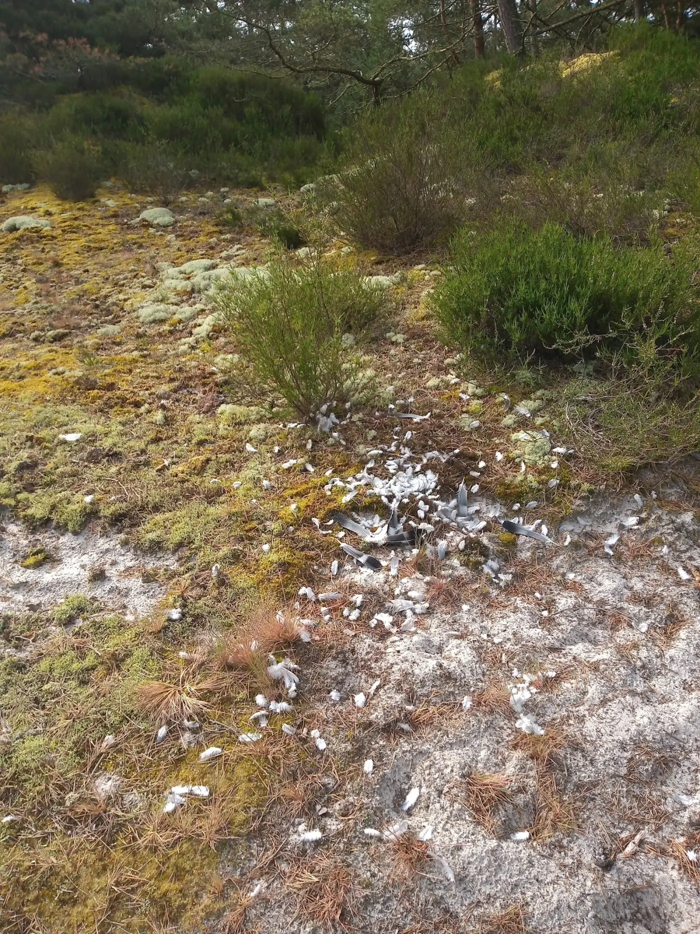 Felsküste und Ruine Hammershus über der Ostsee auf Bornholm